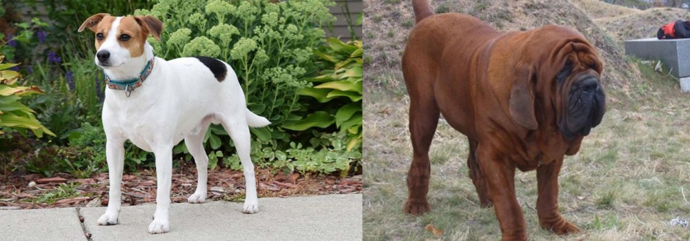 Korean Mastiff vs Danish Swedish Farmdog - Breed Comparison