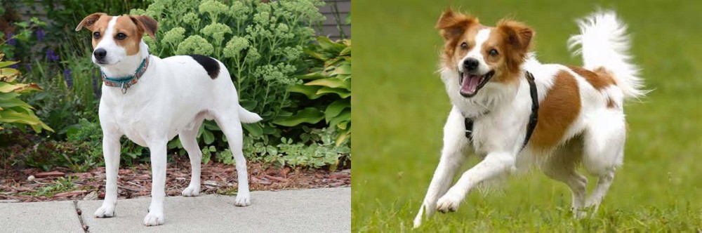 Kromfohrlander vs Danish Swedish Farmdog - Breed Comparison
