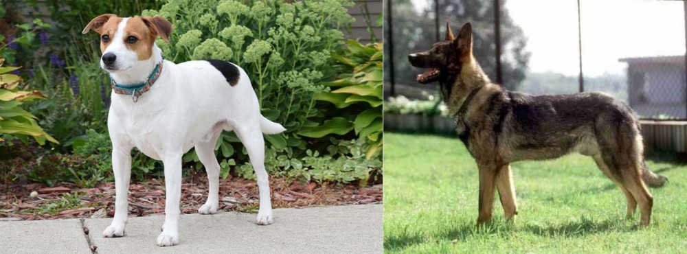 Kunming Dog vs Danish Swedish Farmdog - Breed Comparison