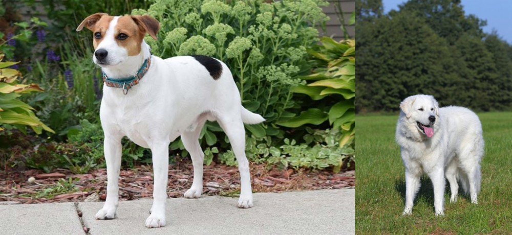 Kuvasz vs Danish Swedish Farmdog - Breed Comparison