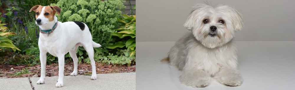 Kyi-Leo vs Danish Swedish Farmdog - Breed Comparison