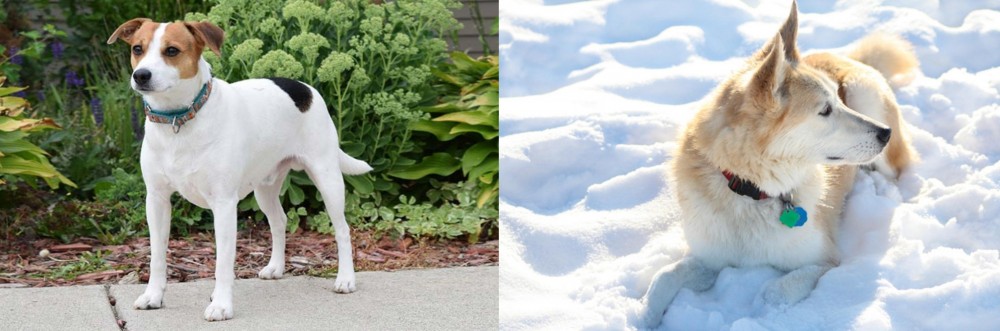 Labrador Husky vs Danish Swedish Farmdog - Breed Comparison