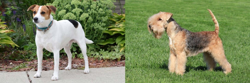 Lakeland Terrier vs Danish Swedish Farmdog - Breed Comparison