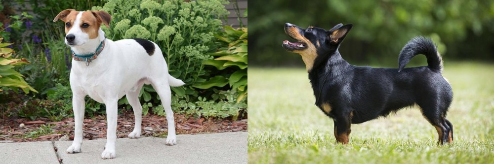 Lancashire Heeler vs Danish Swedish Farmdog - Breed Comparison