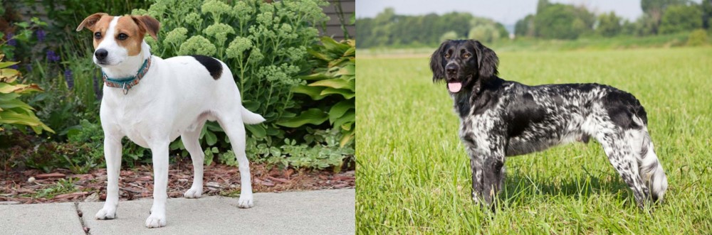 Large Munsterlander vs Danish Swedish Farmdog - Breed Comparison