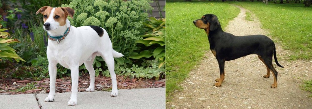 Latvian Hound vs Danish Swedish Farmdog - Breed Comparison