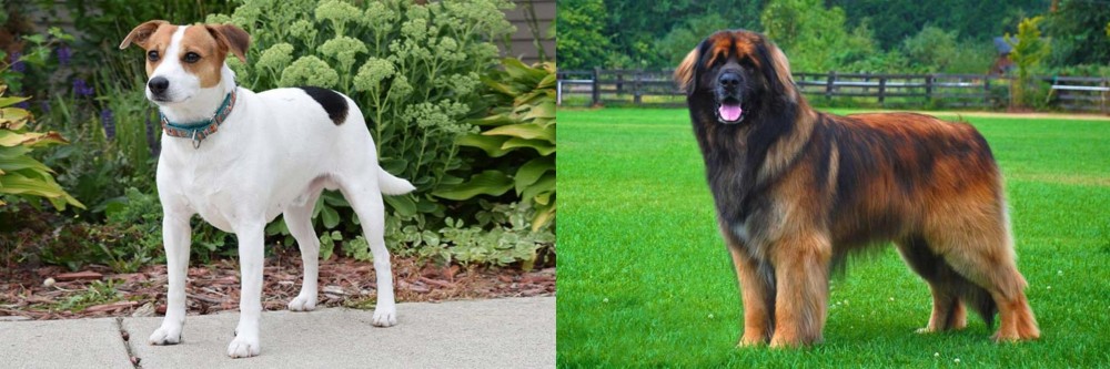 Leonberger vs Danish Swedish Farmdog - Breed Comparison
