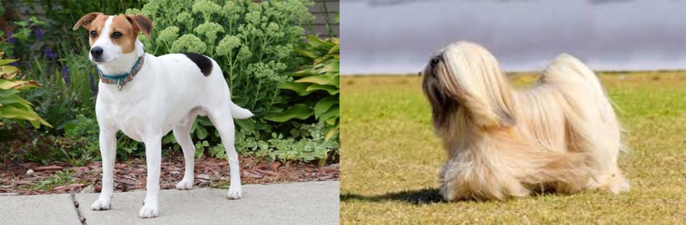 Lhasa Apso vs Danish Swedish Farmdog - Breed Comparison