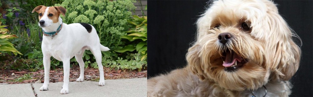Lhasapoo vs Danish Swedish Farmdog - Breed Comparison
