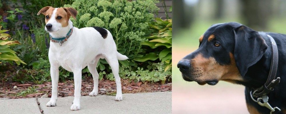 Lithuanian Hound vs Danish Swedish Farmdog - Breed Comparison