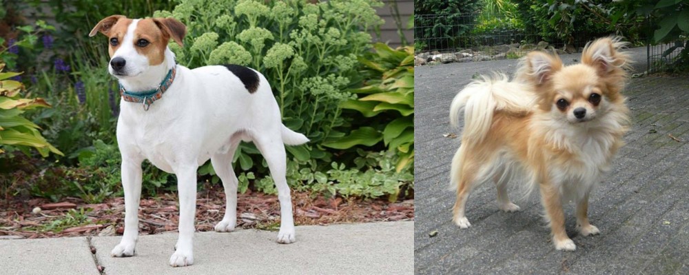 Long Haired Chihuahua vs Danish Swedish Farmdog - Breed Comparison
