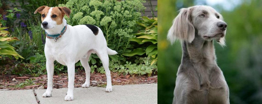 Longhaired Weimaraner vs Danish Swedish Farmdog - Breed Comparison