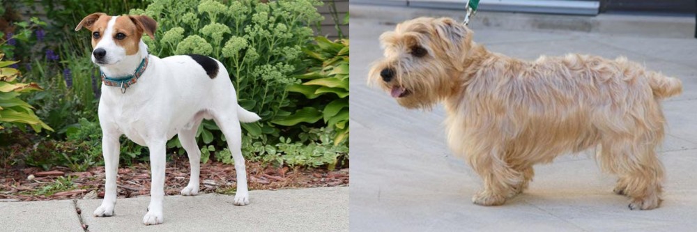 Lucas Terrier vs Danish Swedish Farmdog - Breed Comparison
