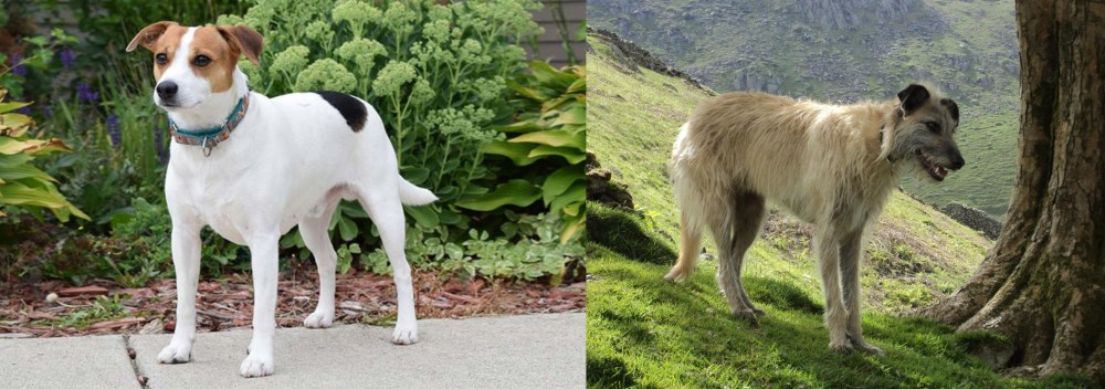 Lurcher vs Danish Swedish Farmdog - Breed Comparison