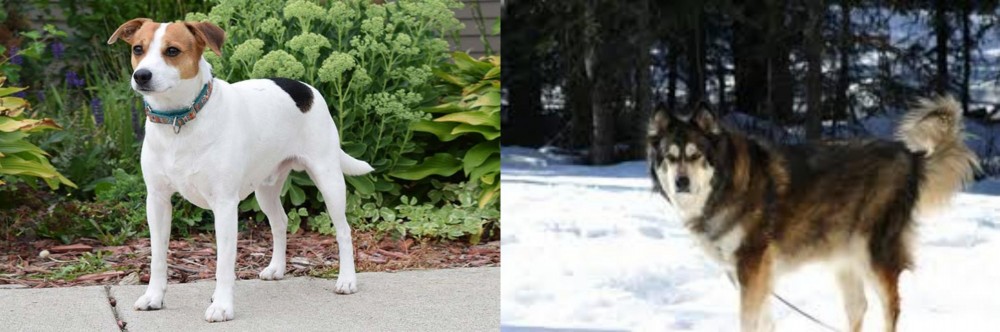 Mackenzie River Husky vs Danish Swedish Farmdog - Breed Comparison