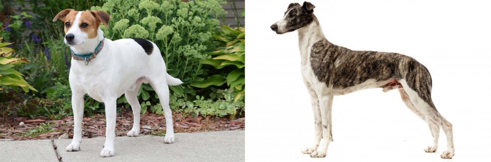 Magyar Agar vs Danish Swedish Farmdog - Breed Comparison