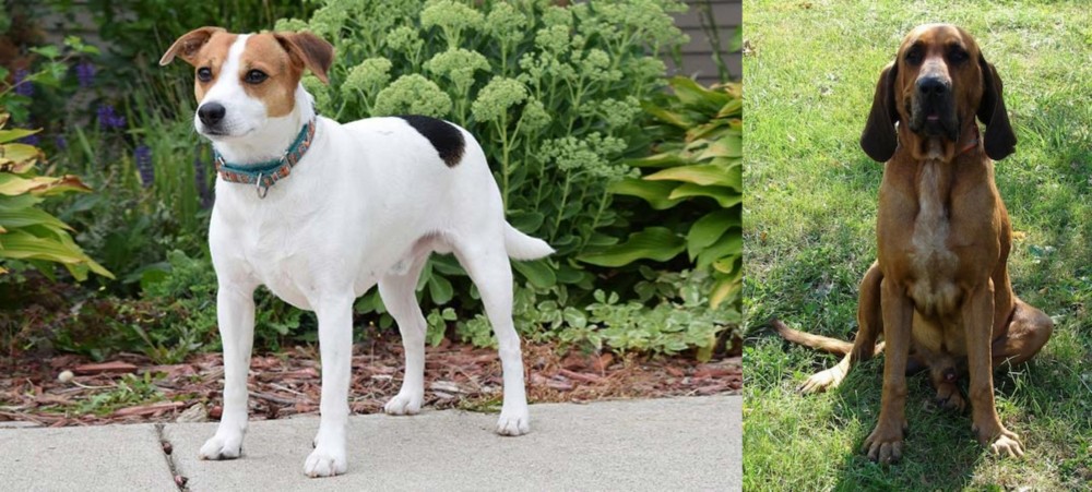 Majestic Tree Hound vs Danish Swedish Farmdog - Breed Comparison