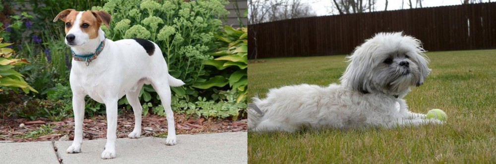 Mal-Shi vs Danish Swedish Farmdog - Breed Comparison