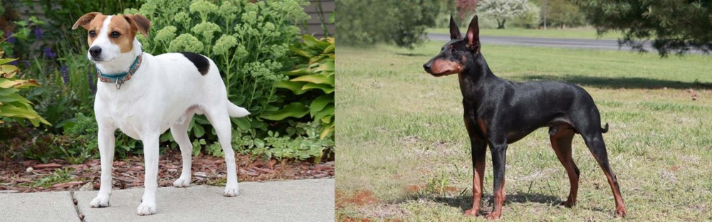 Manchester Terrier vs Danish Swedish Farmdog - Breed Comparison
