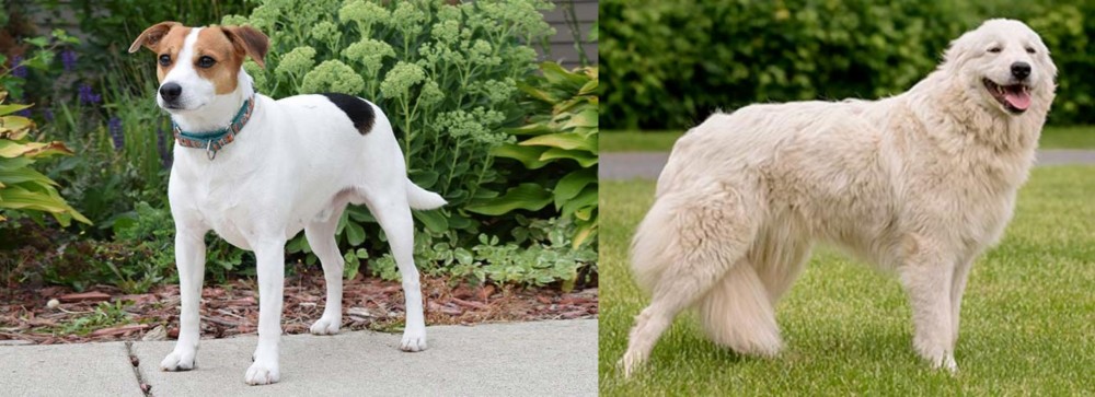 Maremma Sheepdog vs Danish Swedish Farmdog - Breed Comparison