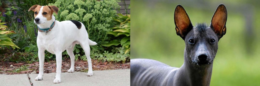 Mexican Hairless vs Danish Swedish Farmdog - Breed Comparison