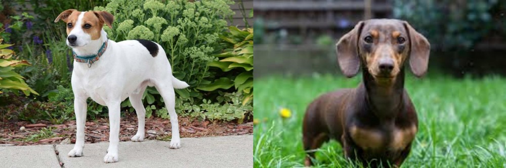 Miniature Dachshund vs Danish Swedish Farmdog - Breed Comparison