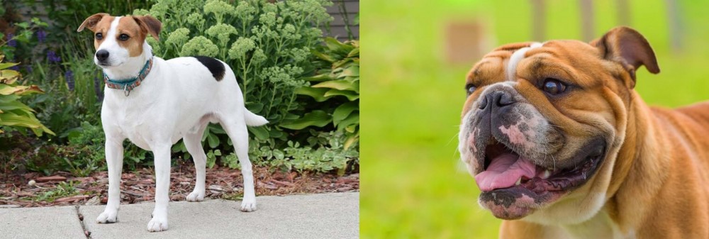 Miniature English Bulldog vs Danish Swedish Farmdog - Breed Comparison