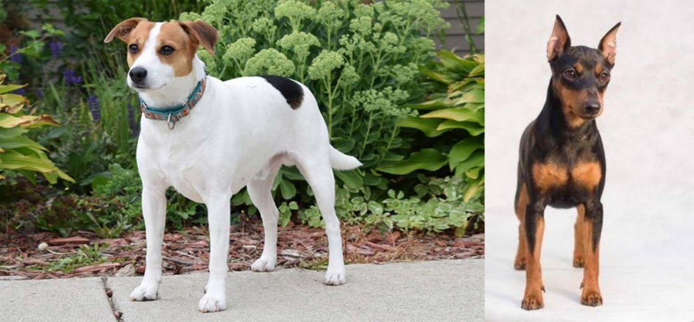 Miniature Pinscher vs Danish Swedish Farmdog - Breed Comparison