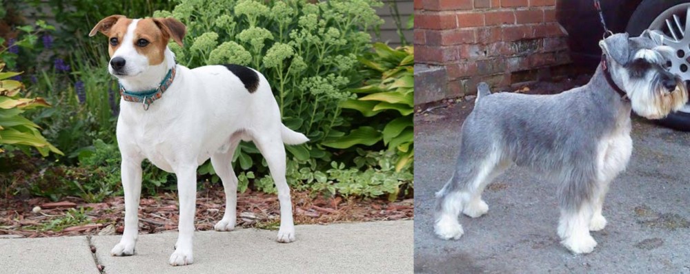 Miniature Schnauzer vs Danish Swedish Farmdog - Breed Comparison