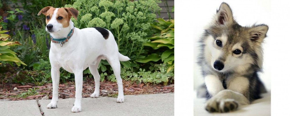 Miniature Siberian Husky vs Danish Swedish Farmdog - Breed Comparison