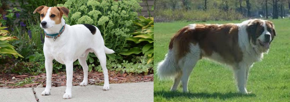 Moscow Watchdog vs Danish Swedish Farmdog - Breed Comparison