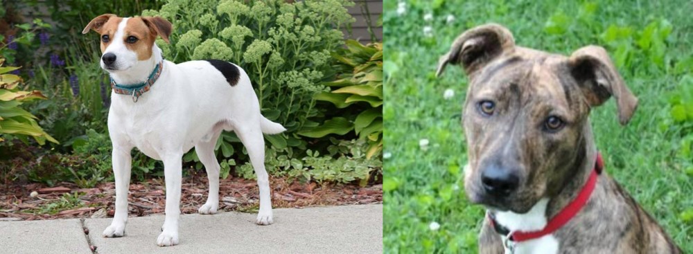Mountain Cur vs Danish Swedish Farmdog - Breed Comparison