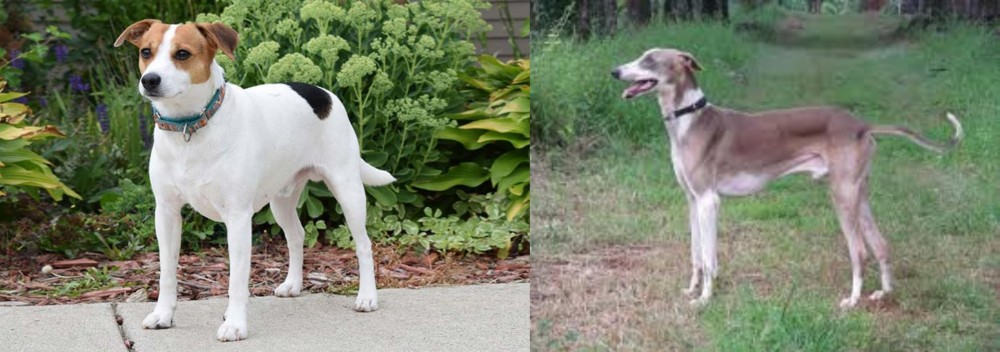 Mudhol Hound vs Danish Swedish Farmdog - Breed Comparison