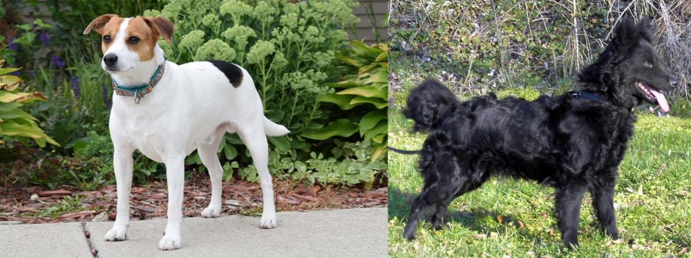 Mudi vs Danish Swedish Farmdog - Breed Comparison