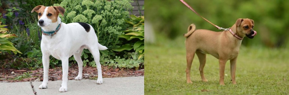 Muggin vs Danish Swedish Farmdog - Breed Comparison