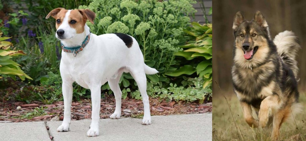 Native American Indian Dog vs Danish Swedish Farmdog - Breed Comparison