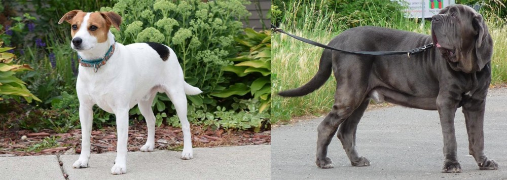 Neapolitan Mastiff vs Danish Swedish Farmdog - Breed Comparison