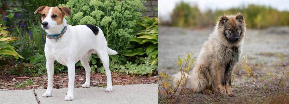 Nenets Herding Laika vs Danish Swedish Farmdog - Breed Comparison