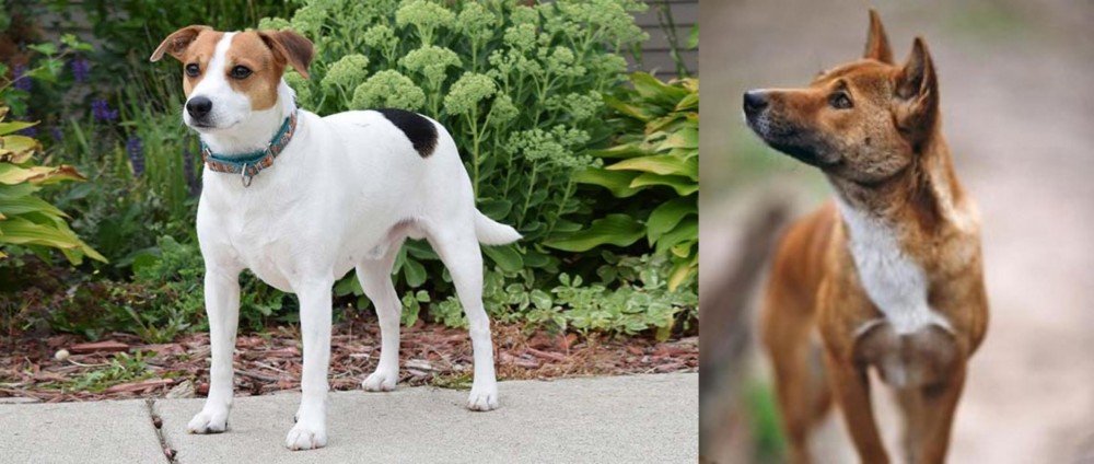 New Guinea Singing Dog vs Danish Swedish Farmdog - Breed Comparison