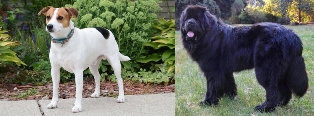 Newfoundland Dog vs Danish Swedish Farmdog - Breed Comparison