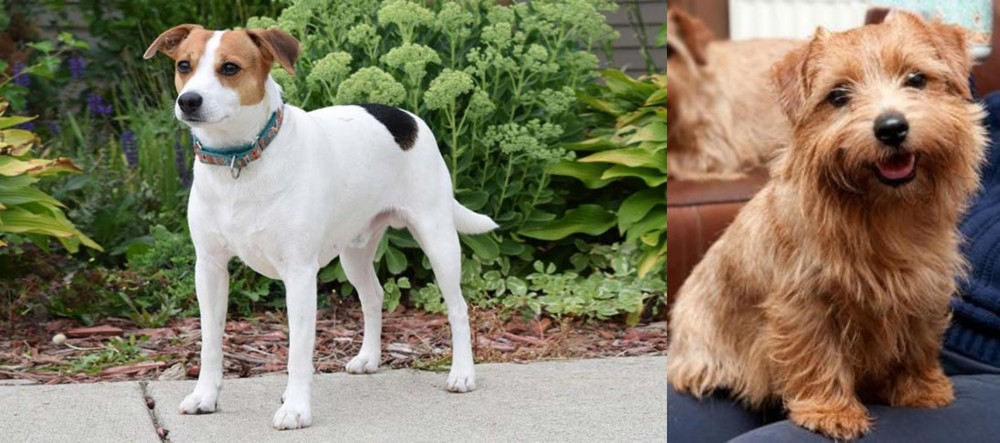 Norfolk Terrier vs Danish Swedish Farmdog - Breed Comparison