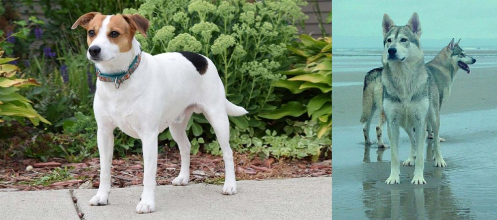 Northern Inuit Dog vs Danish Swedish Farmdog - Breed Comparison
