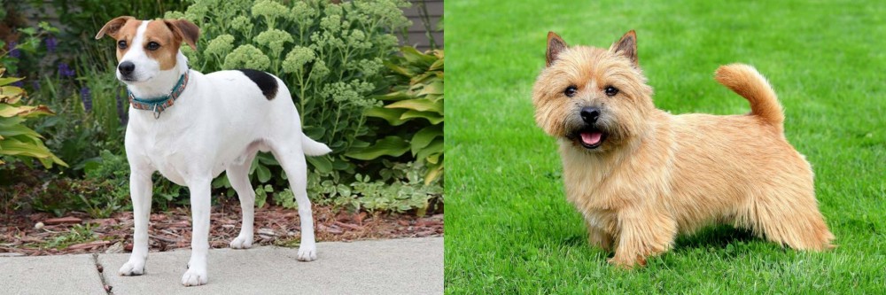 Norwich Terrier vs Danish Swedish Farmdog - Breed Comparison