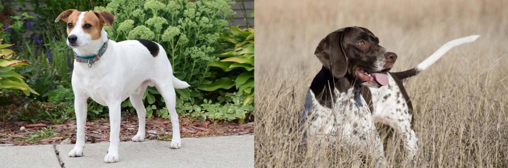 Old Danish Pointer vs Danish Swedish Farmdog - Breed Comparison