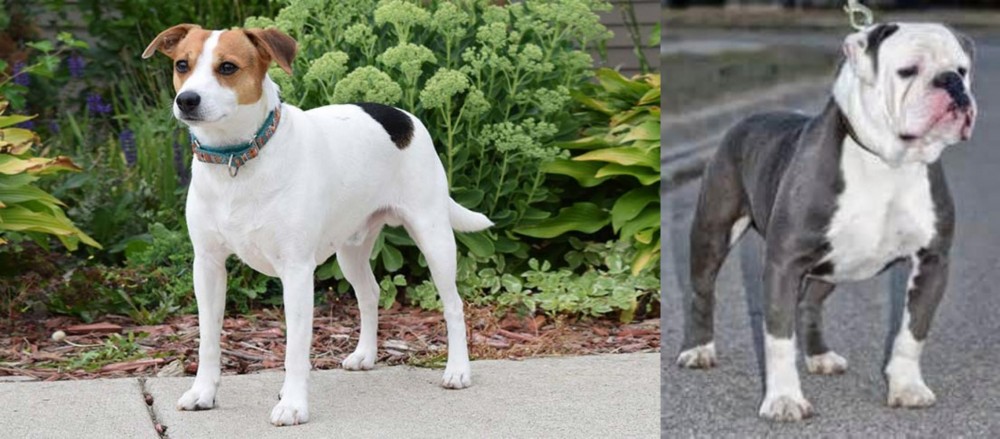 Old English Bulldog vs Danish Swedish Farmdog - Breed Comparison