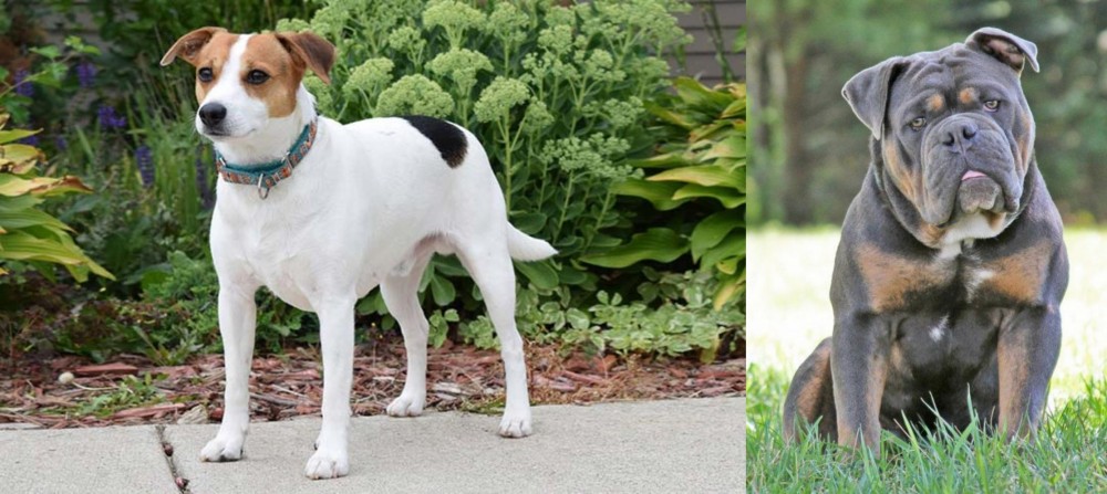 Olde English Bulldogge vs Danish Swedish Farmdog - Breed Comparison