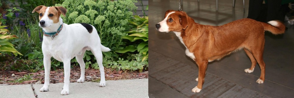 Osterreichischer Kurzhaariger Pinscher vs Danish Swedish Farmdog - Breed Comparison