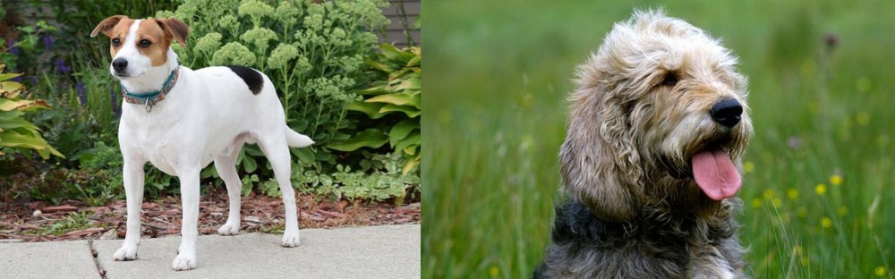 Otterhound vs Danish Swedish Farmdog - Breed Comparison