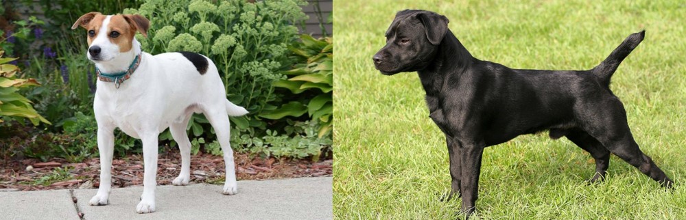 Patterdale Terrier vs Danish Swedish Farmdog - Breed Comparison