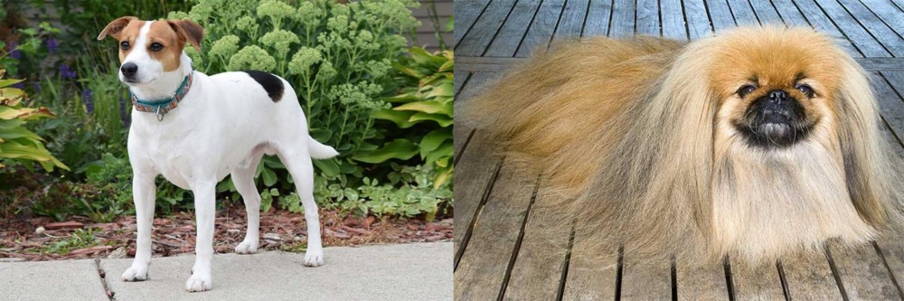 Pekingese vs Danish Swedish Farmdog - Breed Comparison